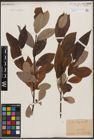 Foto von Salix caprea L.